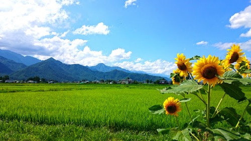 ◇お知らせ◇夏季休暇について