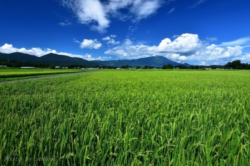 ◇お知らせ◇夏季休暇について